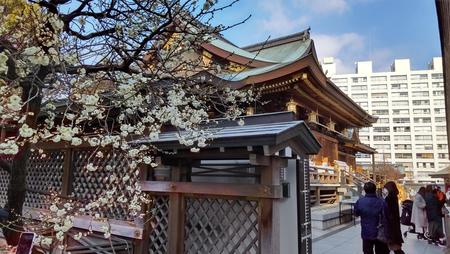 湯島天神梅.JPG